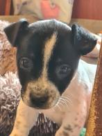 Jack Russell Terriër pups aangeboden, Dieren en Toebehoren, Honden | Jack Russells en Terriërs, Jack Russell Terriër, 8 tot 15 weken