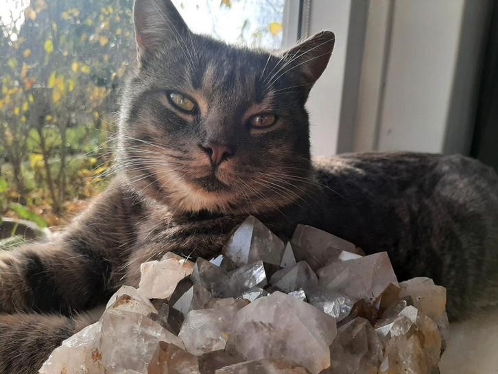 Lief Thuis Gezocht, Dieren en Toebehoren, Katten en Kittens | Overige Katten