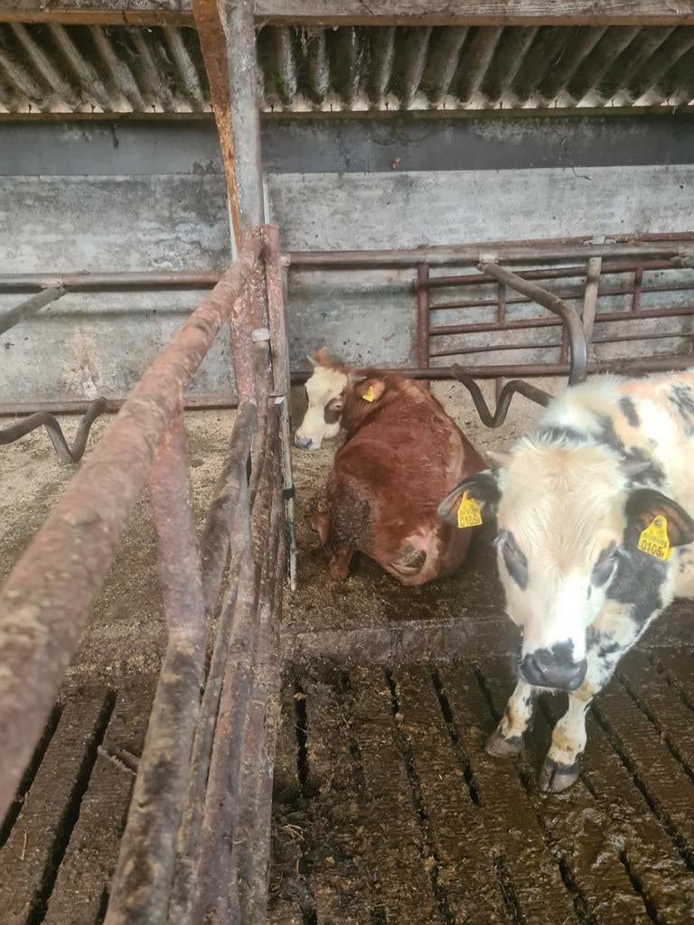 Blaarkop stiertjes, Dieren en Toebehoren, Mannelijk, 0 tot 2 jaar