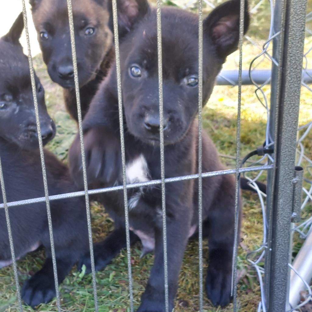 Mechelse herder pups, nog 1 zwart reutje beschikbaar, Dieren en Toebehoren, Honden | Herdershonden en Veedrijvers, Parvo, Reu