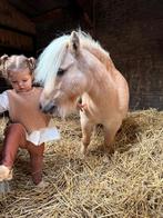 Super lieve Shetlandpony te koop, Met stamboom, Ruin, A pony (tot 1.17m), 7 tot 10 jaar