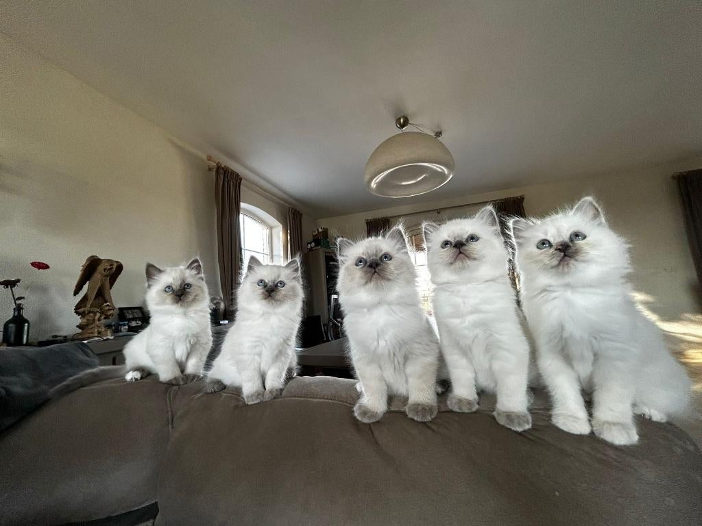 super lief katertje Heilige Birmaan Kitten, Meerdere dieren, Ontwormd, 0 tot 2 jaar