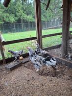 Broedeieren. Sumatra-Bali., Dieren en Toebehoren, Pluimvee, Geslacht onbekend, Kip