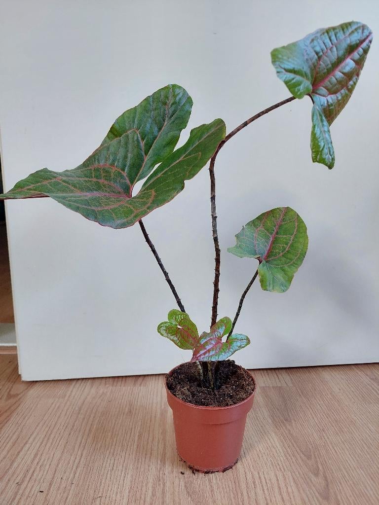 Alocasia Cyrtosperma 'Black Jack' - Reuzentaro / Olifantsoor, Huis en Inrichting, Ophalen, Overige soorten, Halfschaduw, Minder dan 100 cm