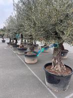 Olijfbomen ,,Hojiblanca” 170/180Lt pot, hoogte 250/300, 100 tot 250 cm, Olijfboom, Zomer, Ophalen