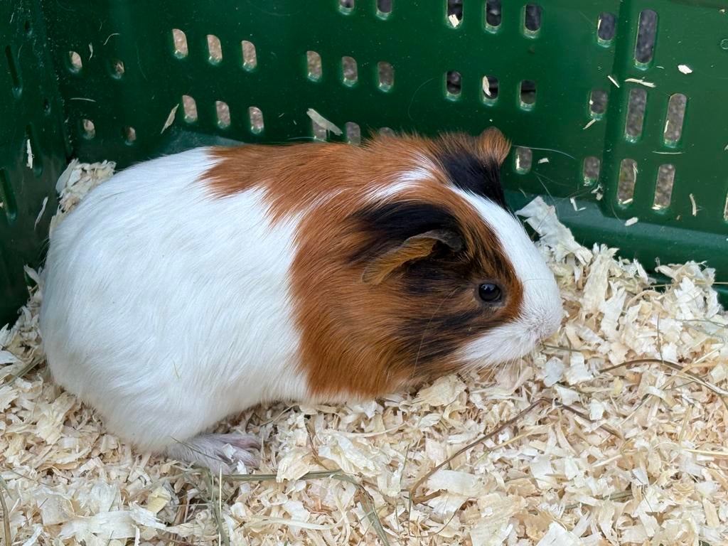 Jonge cavia’s te koop, Dieren en Toebehoren, Knaagdieren, Mannelijk, Tam, Maart, Cavia