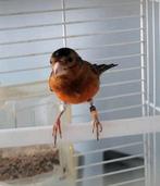 Kapoetsensijs F1, Dieren en Toebehoren, Mannelijk, Wildzangvogel, Geringd