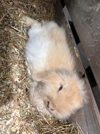 Teddy Widder voedster beschikbaar, Dieren en Toebehoren, Konijnen, Vrouwelijk, Middelgroot, Hangoor, 0 tot 2 jaar