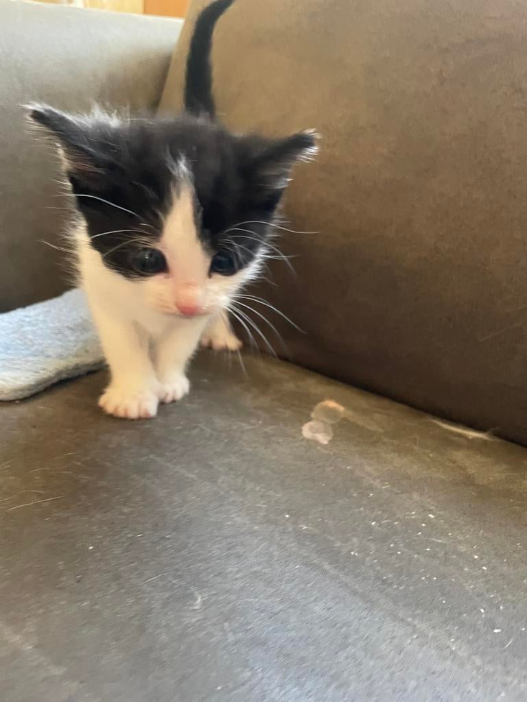 Kittens, Dieren en Toebehoren, Katten en Kittens | Overige Katten, Meerdere dieren