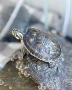 Schildpadden zoeken nieuw huisje, Dieren en Toebehoren, Reptielen en Amfibieën, Schildpad, 0 tot 2 jaar