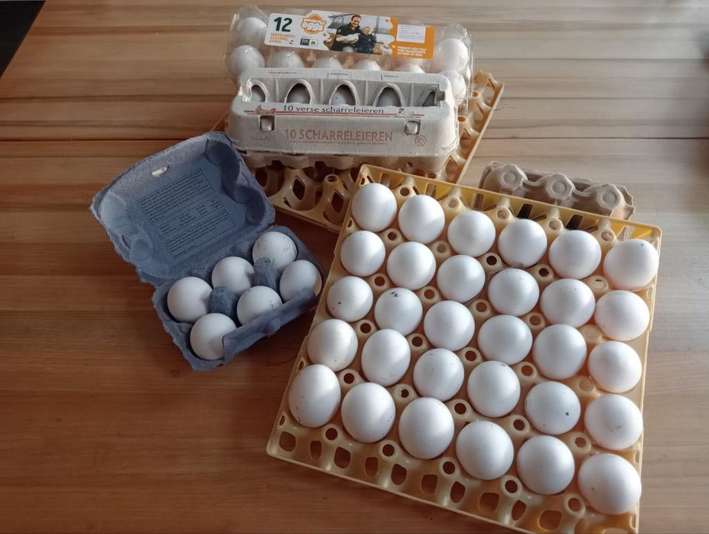 Scharrelen eieren, Geslacht onbekend, Kip