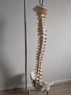 Skelet, Ophalen, Zo goed als nieuw, Overige typen