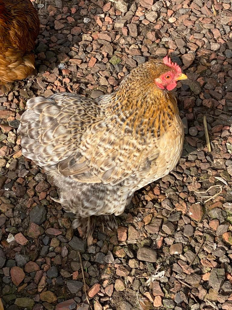 Cochinkriel kippen en haan, Dieren en Toebehoren, Pluimvee, Meerdere dieren, Kip