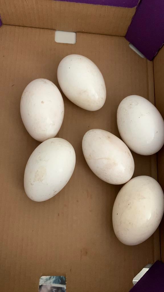 Te Koop 8 Ganzeneieren, Dieren en Toebehoren, Vrouwelijk, Gans of Zwaan