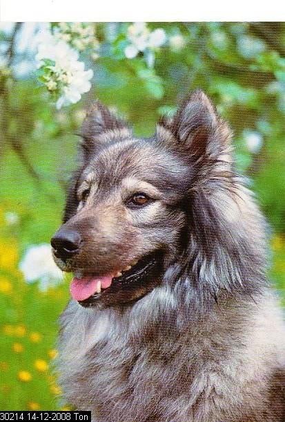 Ansichtkaart	Hond, Verzenden, 1960 tot 1980, Ongelopen, Hond of Kat