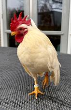 Ayam serama haantje, Dieren en Toebehoren, Pluimvee, Mannelijk, Kip