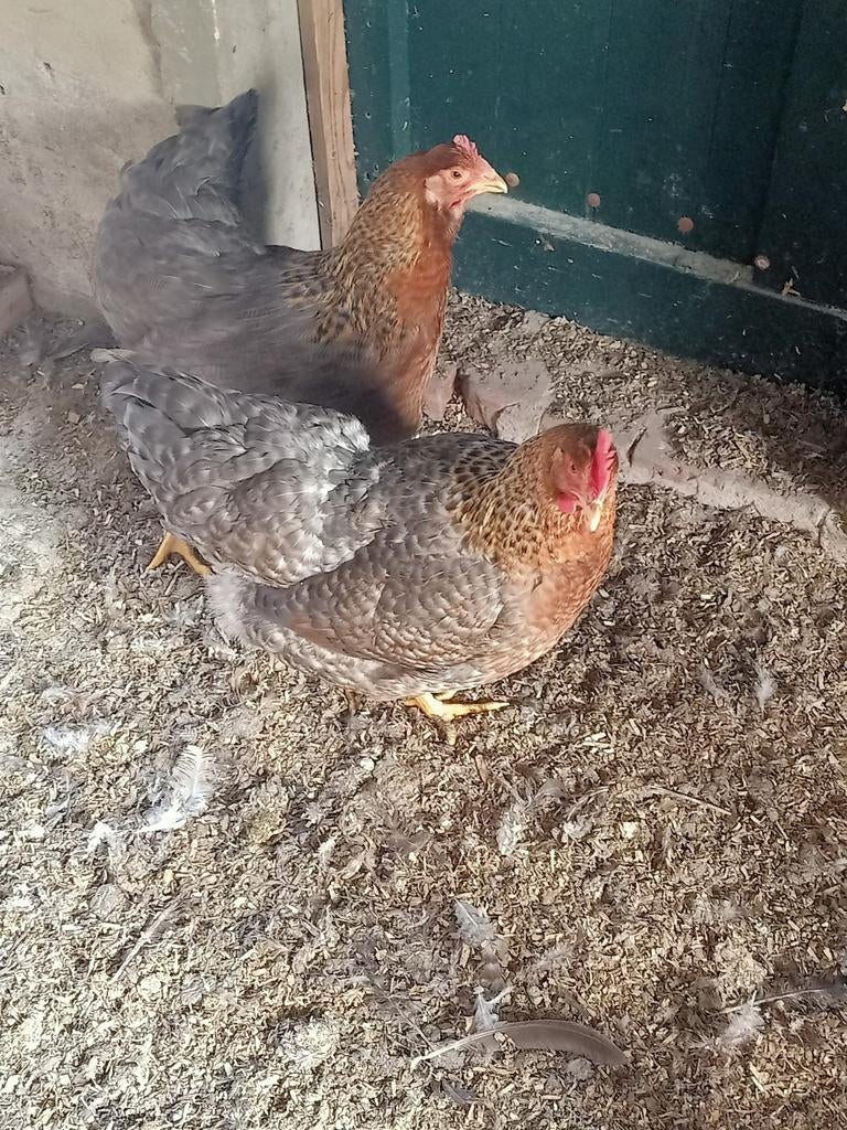 Bielefelder groot, Meerdere dieren, Kip