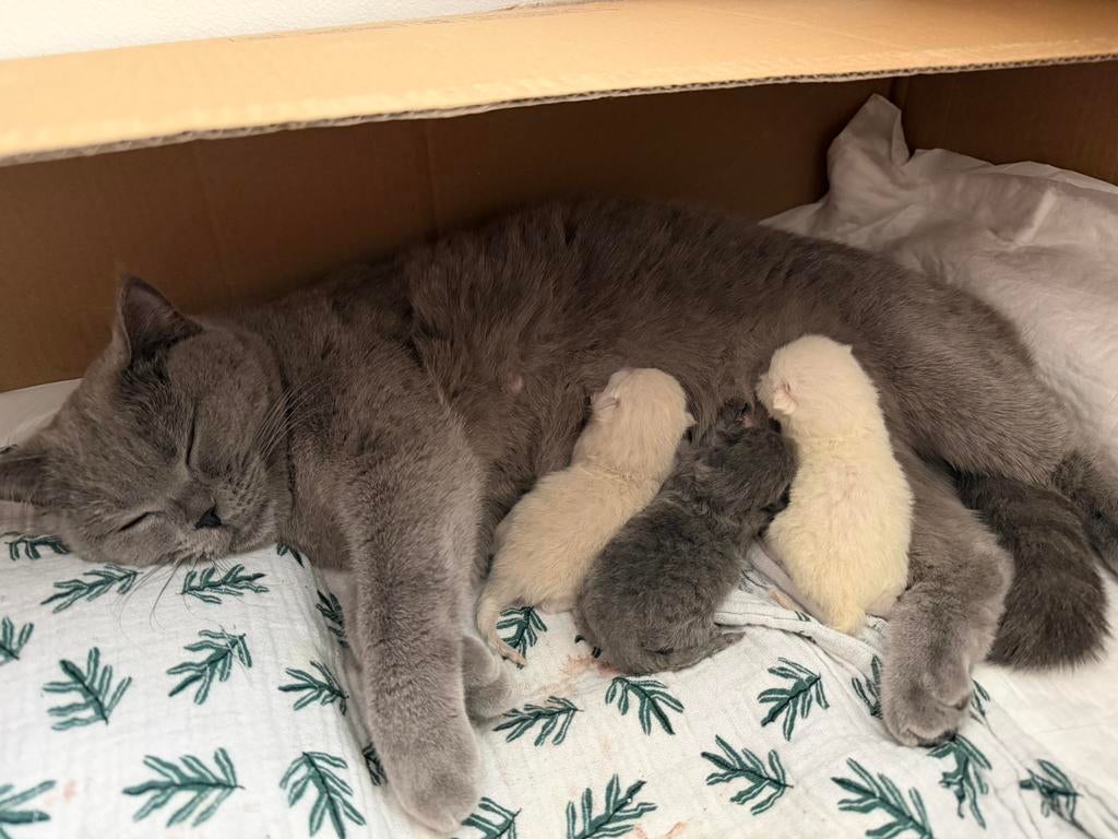 Prachtige pasgeboren britsekorthaar kittens, Meerdere dieren