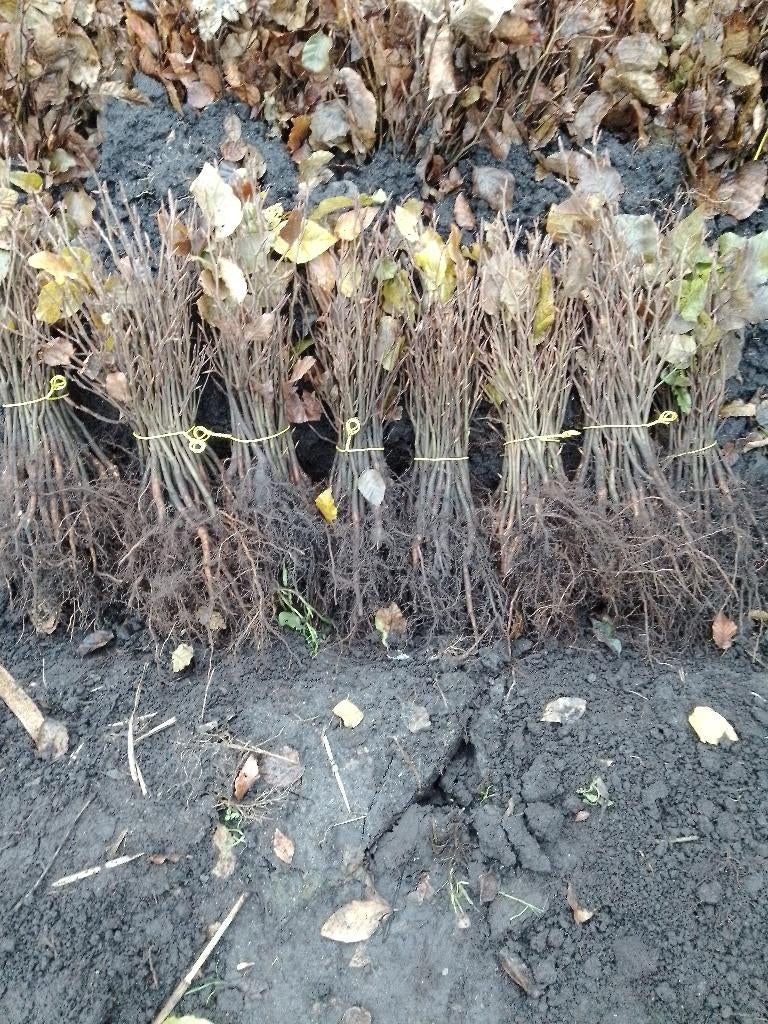 Plantbeukjes fagus sylvatica, Tuin en Terras, Ophalen, Bloeit niet, Halfschaduw, Overige soorten