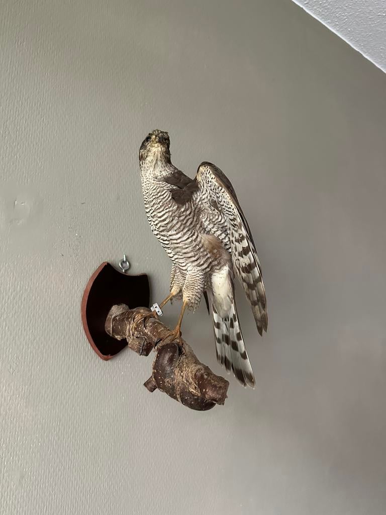 Prachtige opgezette sperwer taxidermie, Verzamelen, Ophalen of Verzenden, Zo goed als nieuw, Opgezet dier