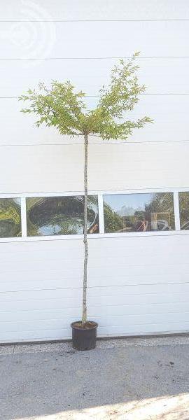 BOOM Prunus subh. Autumnalis Rosea Winterbloeiende kers € 59, Tuin en Terras, Planten | Tuinplanten, Overige soorten, Volle zon