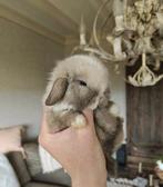 Minilop hangoor dwerg konijntjes, Dieren en Toebehoren, Konijnen