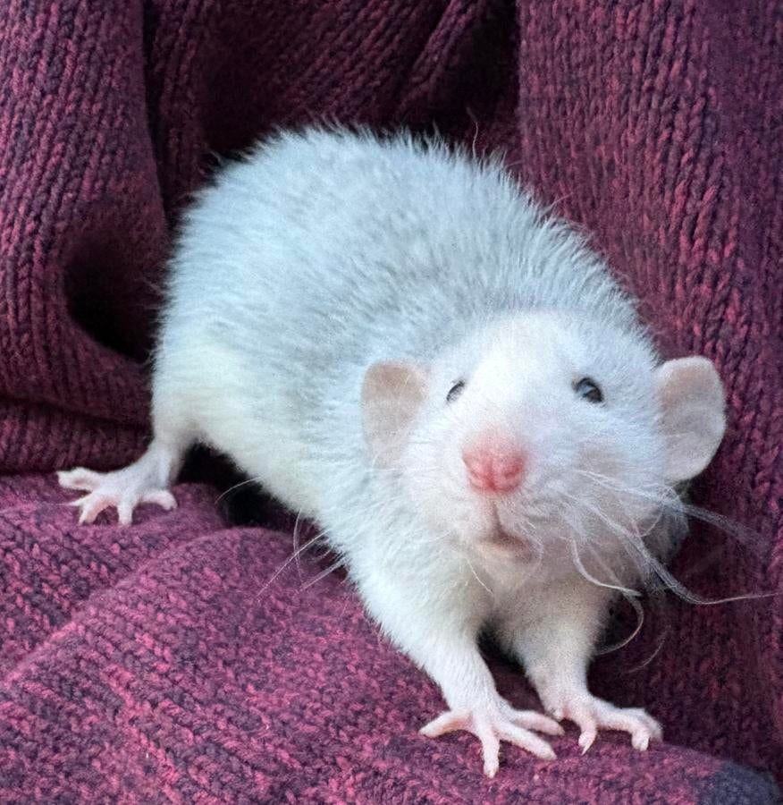 Lieve ratjes, Dieren en Toebehoren, Rat, Februari, Vrouwelijk, Tam