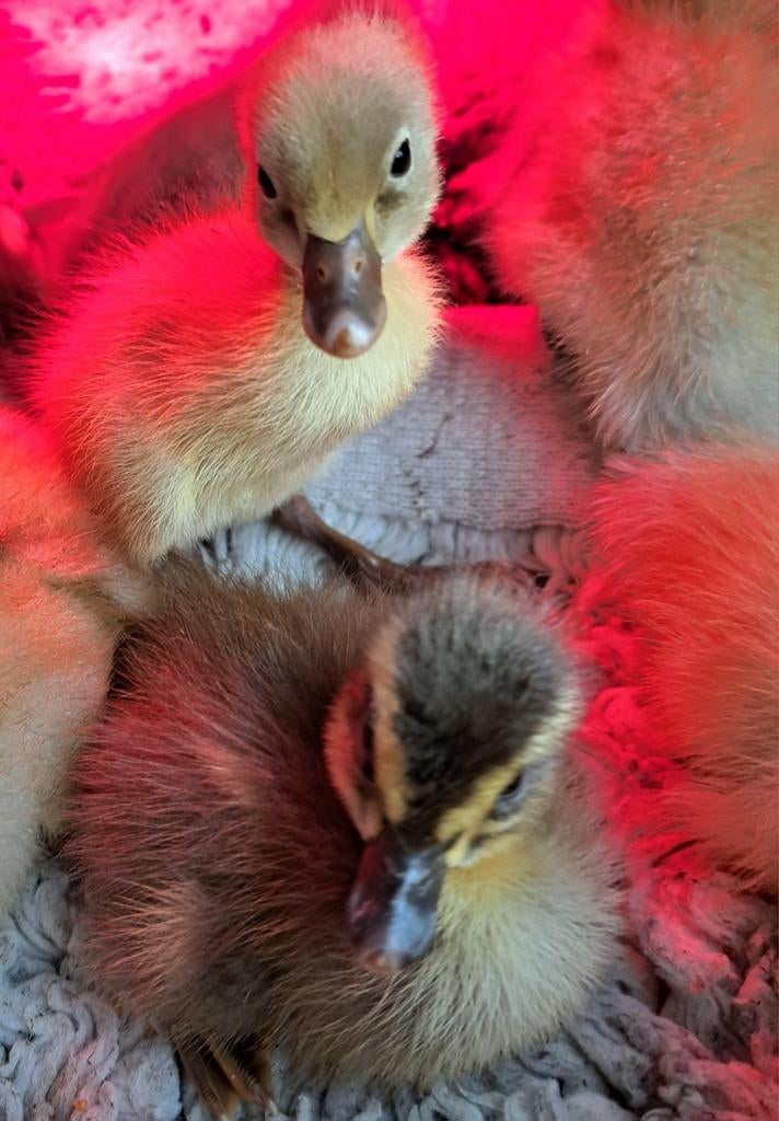 Prachtige indische loopeend pulletjes, Dieren en Toebehoren, Pluimvee, Geslacht onbekend, Eend