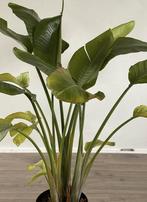 Paradijsvogel plant (Strelitzia nicolai), Ophalen, Overige soorten, Halfschaduw, 100 tot 150 cm