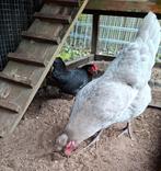 Hen groenlegger, Dieren en Toebehoren, Vrouwelijk, Kip