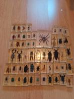 Insecten in hars, Verzamelen, Dierenverzamelingen, Ophalen of Verzenden, Gebruikt, Insect, Beeldje of Figuurtje