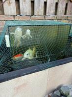 Vijver met vissen en toebehoren, Ophalen, Gebruikt