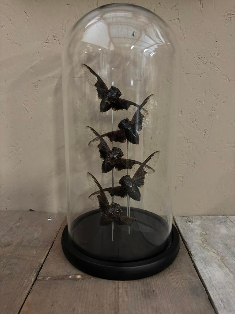 Mooie stolp met 5 vleermuis cicaden (batwing cicade), Verzamelen, Dierenverzamelingen, Nieuw, Opgezet dier, Insect, Ophalen of Verzenden