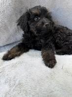 Mini austr Doodle, Parvo, 8 tot 15 weken, Eén hond, Nederland