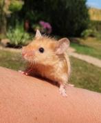 Satijn en kleurmuizen, Dieren en Toebehoren, Knaagdieren, Muis, Januari, Meerdere dieren, Tam