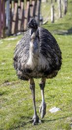 GEZOCHT: Emoe broedeieren, Geslacht onbekend, Overige soorten