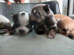 Pomsi pups, Parvo, Overige rassen, 8 tot 15 weken, Meerdere