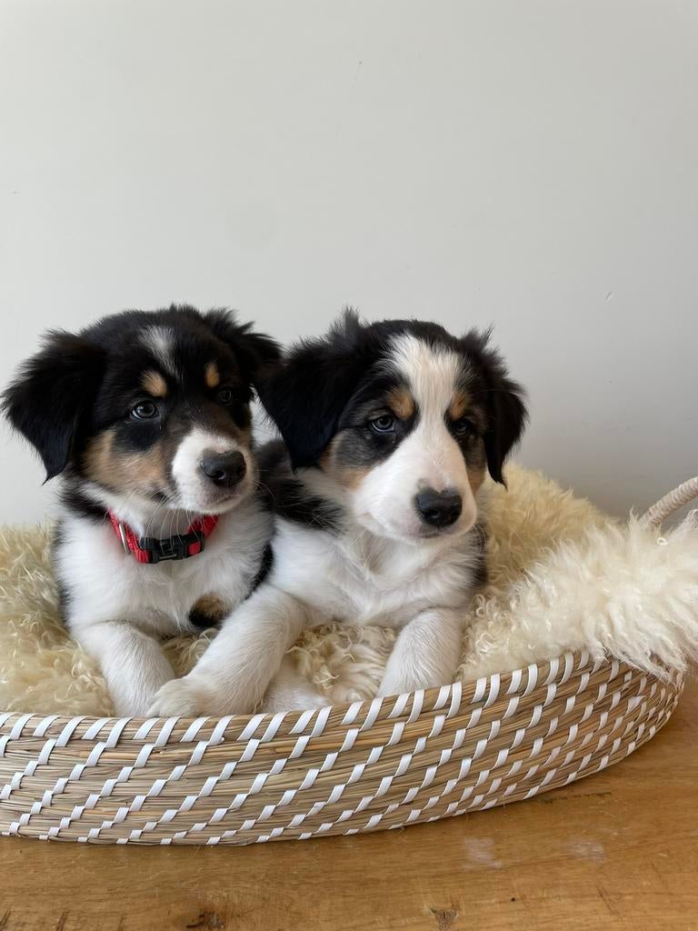 Zeer lieve tricolor Border Collie x Australian Shepherd pups, Parvo, 8 tot 15 weken, Collie, Meerdere