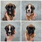 Boxer pups, Overige rassen, 8 tot 15 weken, Parvo, Meerdere