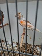 1_1 harleklijn kanarie, Meerdere dieren, Kleurkanarie