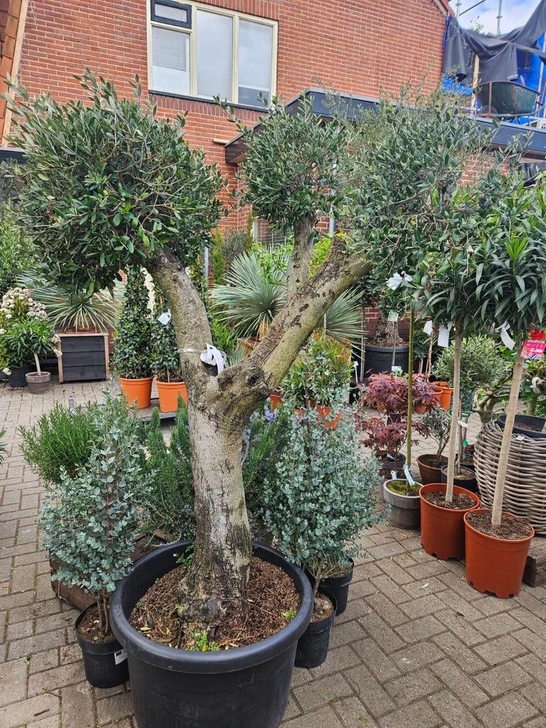 Olijfbomen palmbomen oleander eucalyptus vijgbomen jasmijn, Tuin en Terras, Ophalen of Verzenden, Overige soorten, Halfschaduw