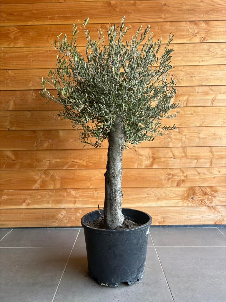 Olijfboom, Ophalen, Overige soorten, Halfschaduw