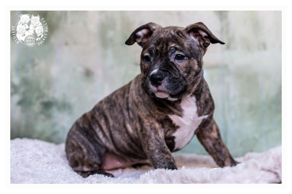 American Bully Pups, België, Fokker | Hobbymatig, Overige rassen, 8 tot 15 weken