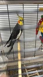 Leuke valkeparkiet, Geslacht onbekend, Parkiet, Pratend