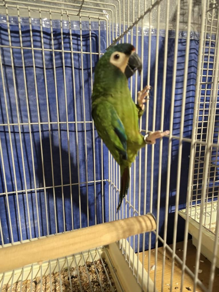 Jonge tamme Dwergara Ara Maracana pop, Dieren en Toebehoren, Vogels | Parkieten en Papegaaien, Meerdere dieren, Papegaai, Geringd