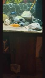 Te koop zebra cichliden jongen of ruilen, Vis