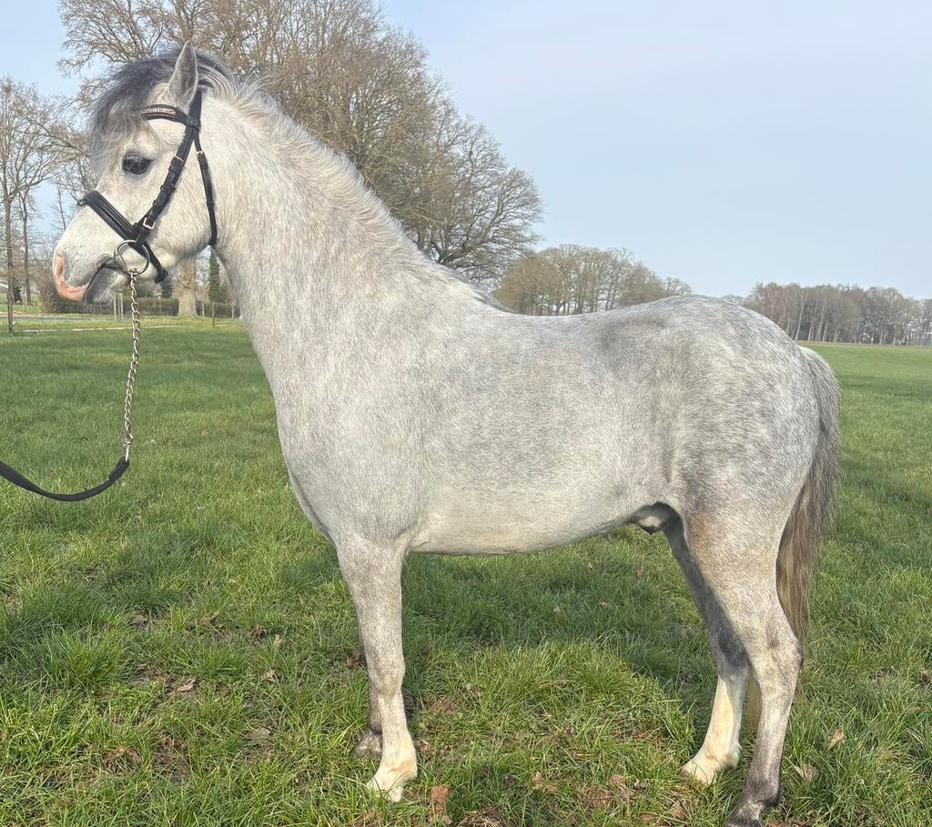 4 jarige welsh ruin, Dieren en Toebehoren, Pony's, Ruin, Zadelmak, 3 tot 6 jaar