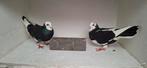 Te koop een mooi koppeltje bonte sierduiven, Dieren en Toebehoren, Meerdere dieren, Overige soorten