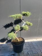 Juniperus pfitzeriana bonsai 80/90, Bloeit niet, Overige soorten, Minder dan 100 cm, Ophalen