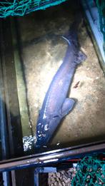 Steur is rond de 125 lang, Steur